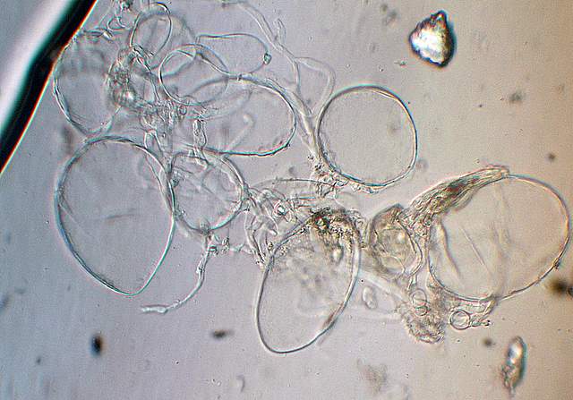 Amanita spec. Cod.: 8509-08